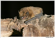Natterers Bat 